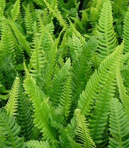 Blechnum spicant